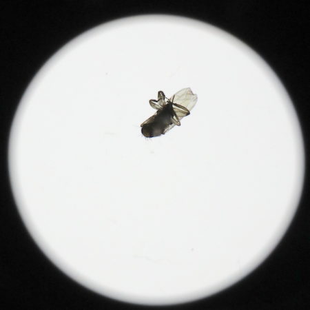 Canon EF 70-200 f2.8 IS USM II - La mosca intrusa