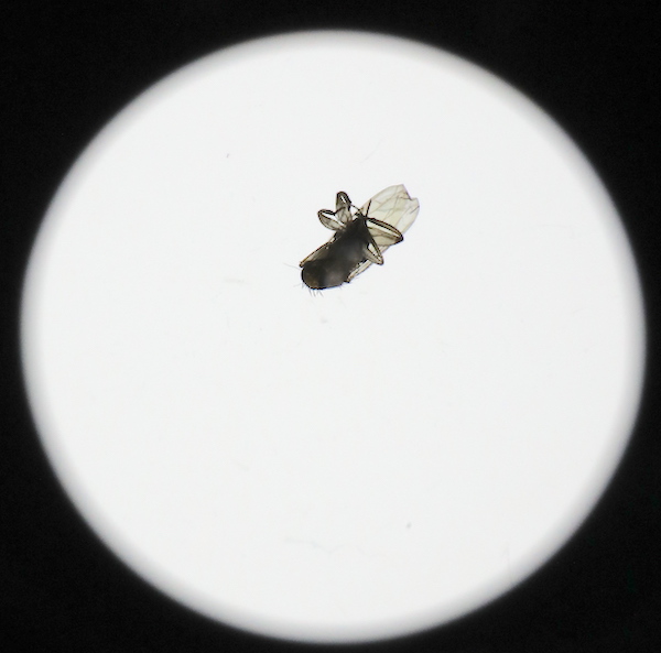 Canon EF 70-200 f2.8 IS USM II - La mosca intrusa