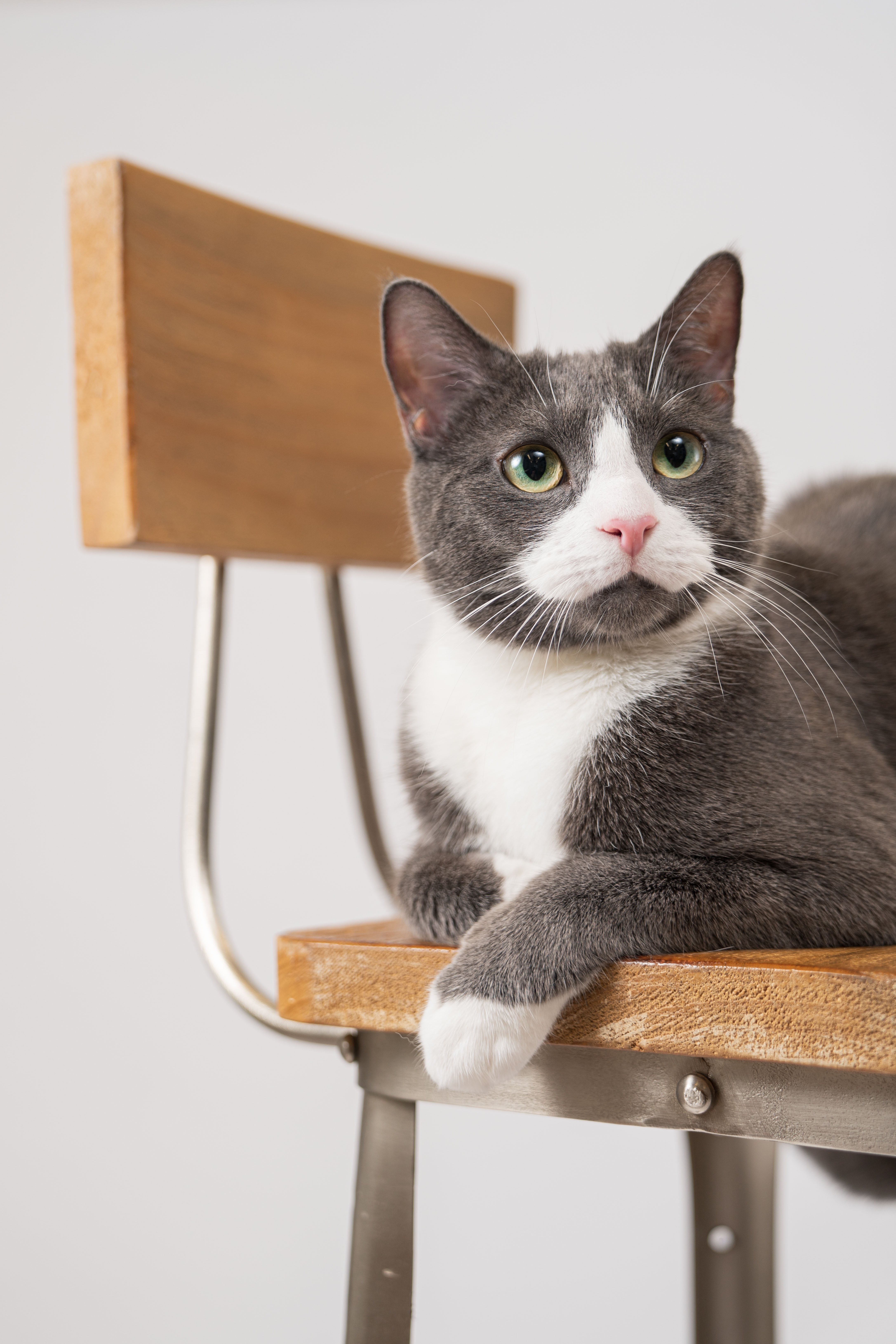 Sony Animal Eye - Dante Duke (gatto)