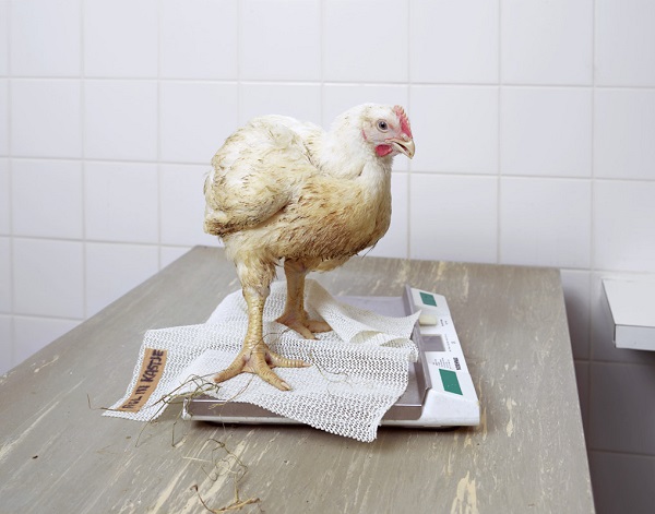 HENK WILDSCHUT - WAKKER DIER, AMSTERDAM, MARCH - 2012 - © Henk Wildschut