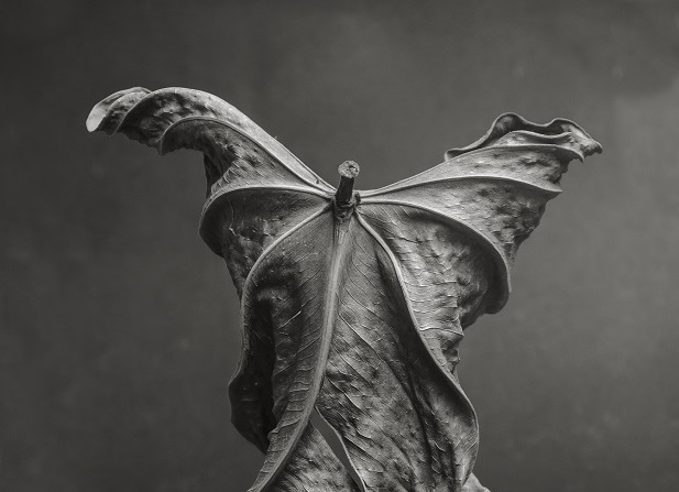 (C) Juan Borja - Spiriti della foresta - WP cuttend title